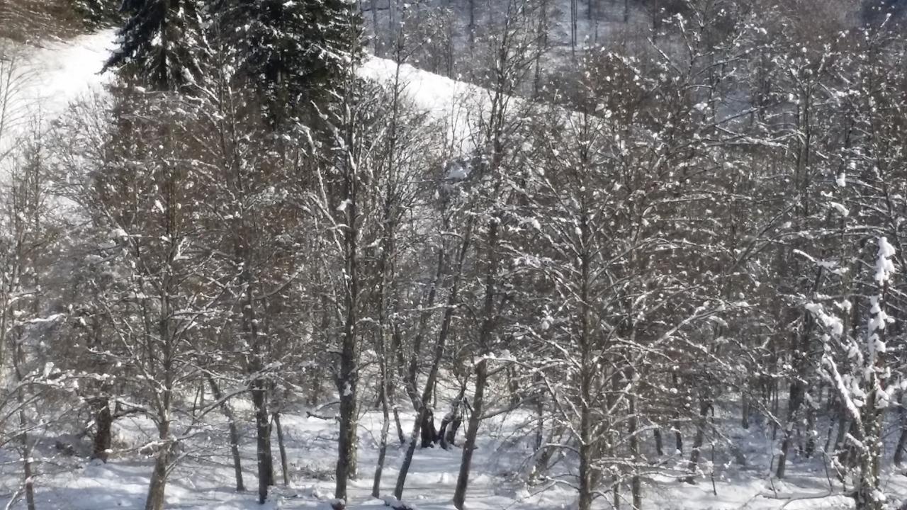 Cabana Barlogul Lupilor Villa Berevoesti Esterno foto